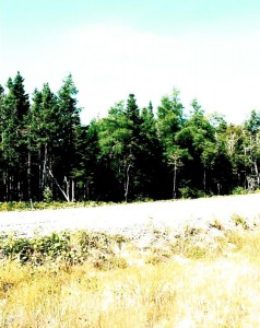 vacant land for sale ns